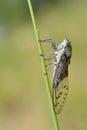 Cicada on grass seen from profile Royalty Free Stock Photo