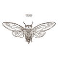 Cicada, hand draw sketch vector Royalty Free Stock Photo