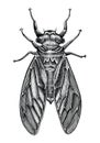 Cicada hand draw vintage engraving style black and white clipart isolated on white background Royalty Free Stock Photo