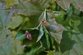 Cicada hatched from the cocoon. Royalty Free Stock Photo