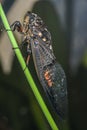 Cicada (Hemiptera: Cicadidae) on leaf.