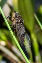 Cicada (Hemiptera: Cicadidae) on leaf. Royalty Free Stock Photo