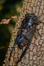 Cicada (Hemiptera: Cicadidae) on leaf.