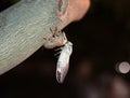 Cicada on a hot summer night on a tree. The birth of a new young cicada from the larva macro Royalty Free Stock Photo