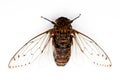 Cicada insect.