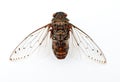Cicada insect. Royalty Free Stock Photo