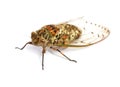 Cicada insect Royalty Free Stock Photo