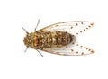 Cicada insect