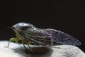 Cicada Insect Against Black Background Royalty Free Stock Photo