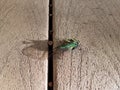 Cicada insect with ants on wood surface Royalty Free Stock Photo