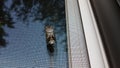 Cicada insect or bug on window screen Royalty Free Stock Photo