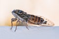 Cicada insect. Cicada closeup on a white wall. Cicada macro photography Royalty Free Stock Photo