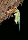 Cicada, insect common to Australia