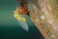 Cicada Insect Completes Metamorphosis Into Winged Adult