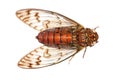 Cicada insect detail Royalty Free Stock Photo