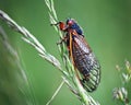 Cicada Insect On Green Grass with Red Eyes Royalty Free Stock Photo