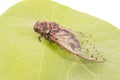 Cicada insect Royalty Free Stock Photo