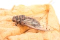 Cicada insect Royalty Free Stock Photo