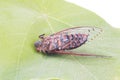 Cicada insect Royalty Free Stock Photo