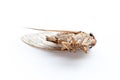 Cicada insect isolated Royalty Free Stock Photo