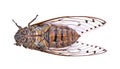 Cicada insect isolated on white background. Royalty Free Stock Photo