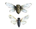 Cicada insect isolated on white background. Hand drawn design element. Watercolor illustration. Royalty Free Stock Photo