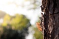 Cicada insect molt on tree in the park for metamorphosis grow up to adult insect. Blurred gentle sunlight without the sky Royalty Free Stock Photo