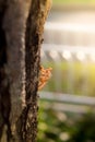 Cicada insect molt on tree in the park for metamorphosis grow up to adult insect. Blurred gentle sunlight without the sky Royalty Free Stock Photo