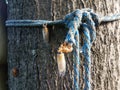 cicada insect with molted skin on rope on tree