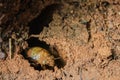 Cicada Insect Nymph Emerges From Winter Borrow