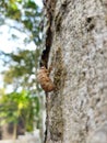 cicada insect skin sticks to the durian tree trunk Royalty Free Stock Photo
