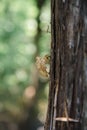 Cicada insect stick on tree. Macro cicadas molting. Insect molting cicadas on tree in nature. Cicadas metamorphosis