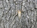 cicada insect on tree trunk bark outdoor Royalty Free Stock Photo