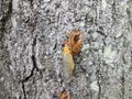 cicada insect on tree trunk bark outdoor Royalty Free Stock Photo