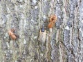 cicada insect on tree trunk bark outdoor Royalty Free Stock Photo