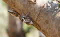 Cicada insect on a tree trunk in Greece Royalty Free Stock Photo