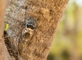 Cicada insect on a tree trunk in Greece Royalty Free Stock Photo