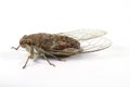 Cicada insect beside view on the white background Royalty Free Stock Photo