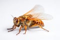 Cicada insect on a white background Royalty Free Stock Photo