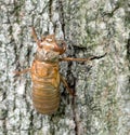 Cicada Inside Its Transparent Skin Royalty Free Stock Photo