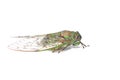 Cicada isolated