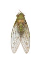 Cicada isolated