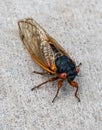 Cicada isolated on light background Royalty Free Stock Photo
