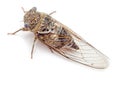 Cicada isolated top view