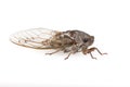 Cicada, Isolated