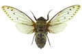 Cicada isolated on white background Royalty Free Stock Photo