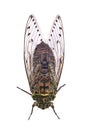 Cicada isolated on white background.