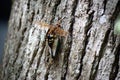 Cicada Killer Wasp Royalty Free Stock Photo
