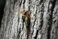 Cicada Killer Wasp Royalty Free Stock Photo