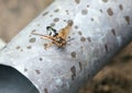 Cicada killer wasp